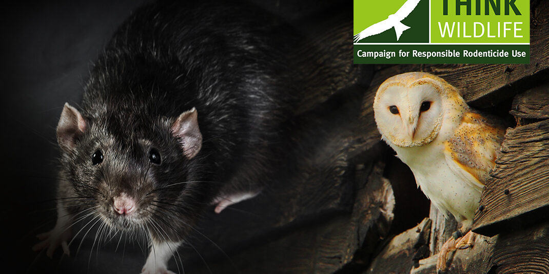 Legal teeth and rodent control update in 2021 Code of Best Practice to tackle “stubbornly static” rodenticide residues in barn owls