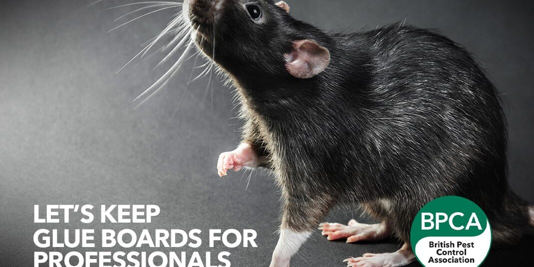 Let’s keep glue boards for professionals, says BPCA