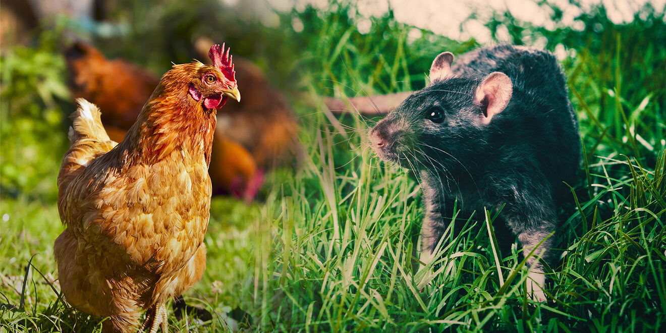 2021_KG_517_KYI-Rodent-Control-email-header