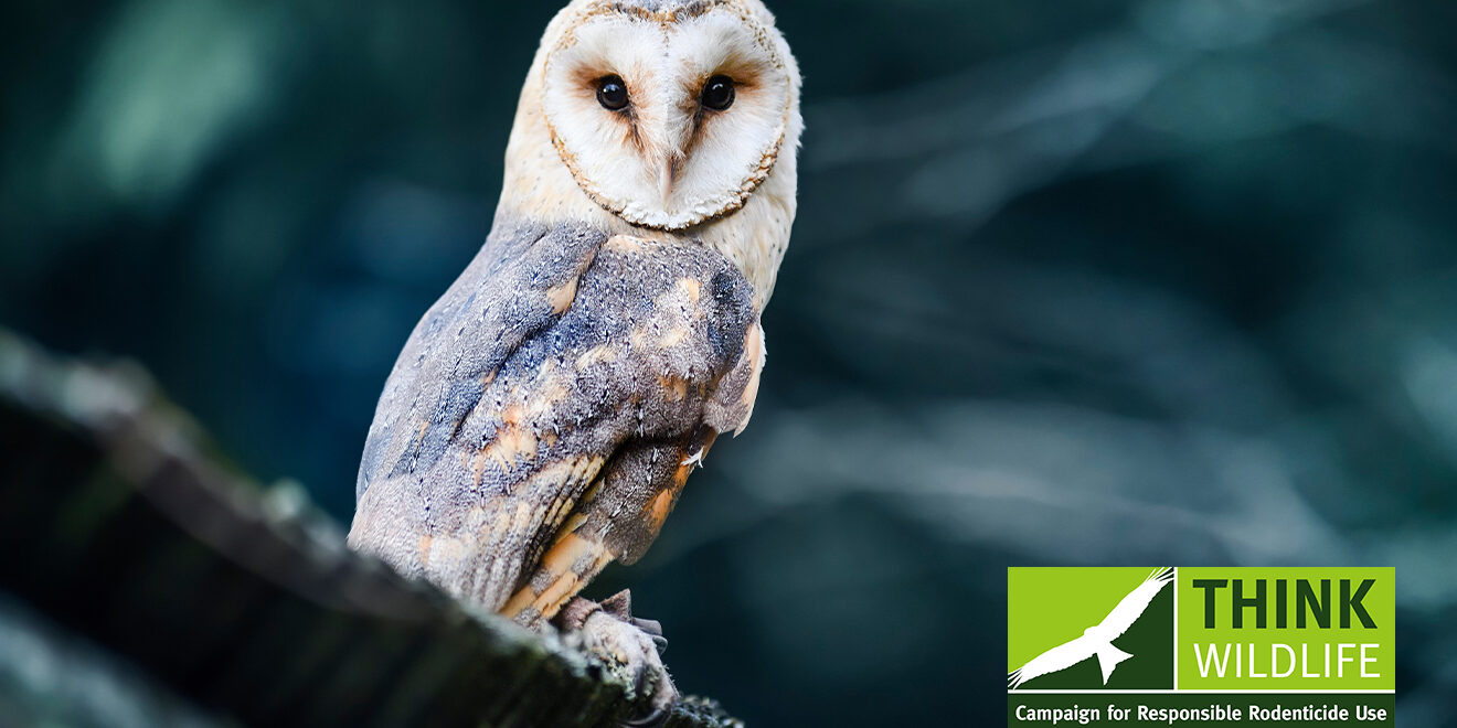 Latest rodenticide surveillance finds stubborn barn owl residues