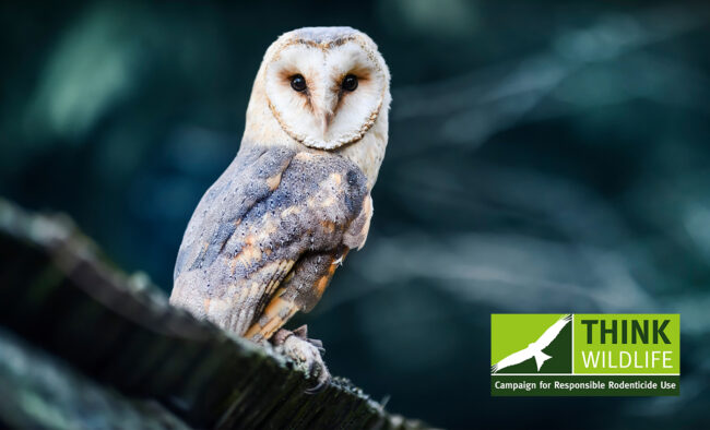 Latest rodenticide surveillance finds stubborn barn owl residues