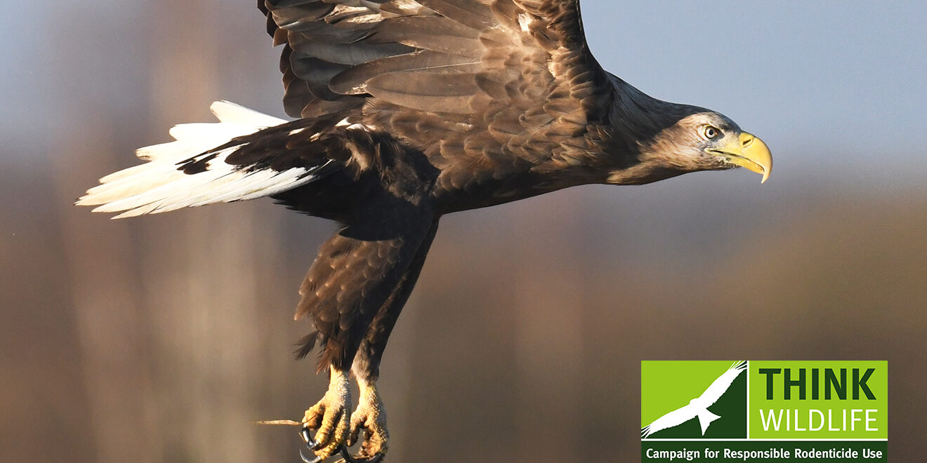 Rare UK eagle’s rodenticide death shines spotlight on need for responsible rodent control