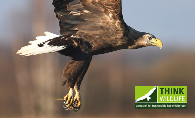 Rare UK eagle’s rodenticide death shines spotlight on need for responsible rodent control