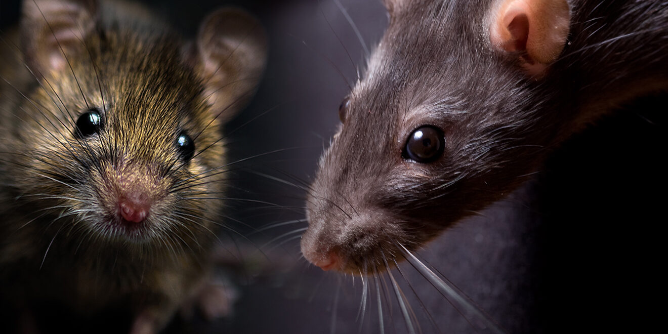 Glue Traps (Offences) Bill passes third and final reading in England