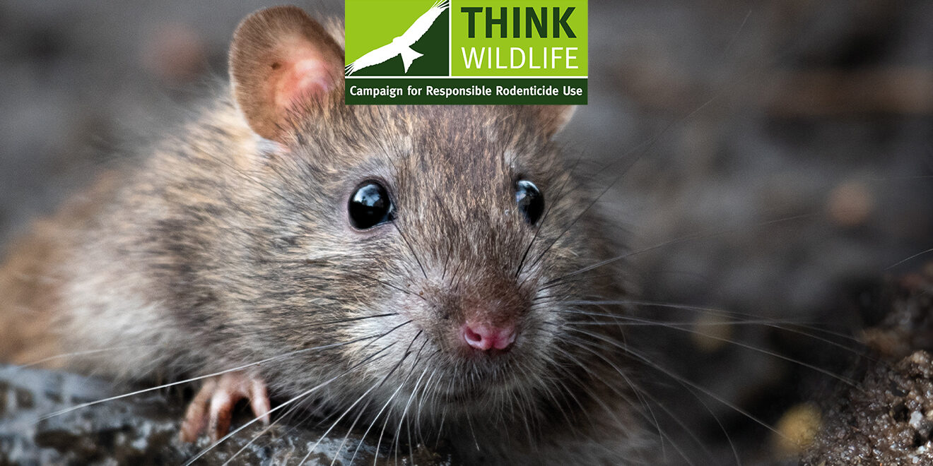 Ending use of second generation anticoagulant rodenticides bromadiolone and difenacoum in open areas and at waste dumps