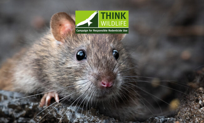 Ending use of second generation anticoagulant rodenticides bromadiolone and difenacoum in open areas and at waste dumps