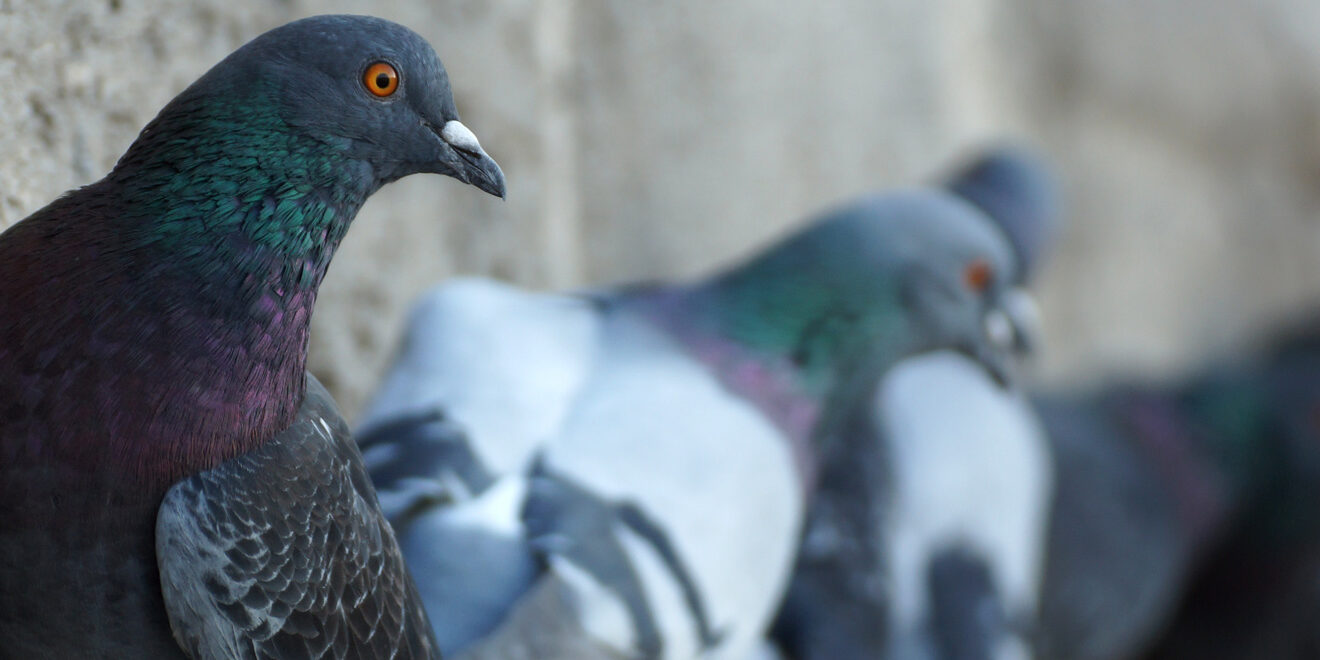Pigeon-banner