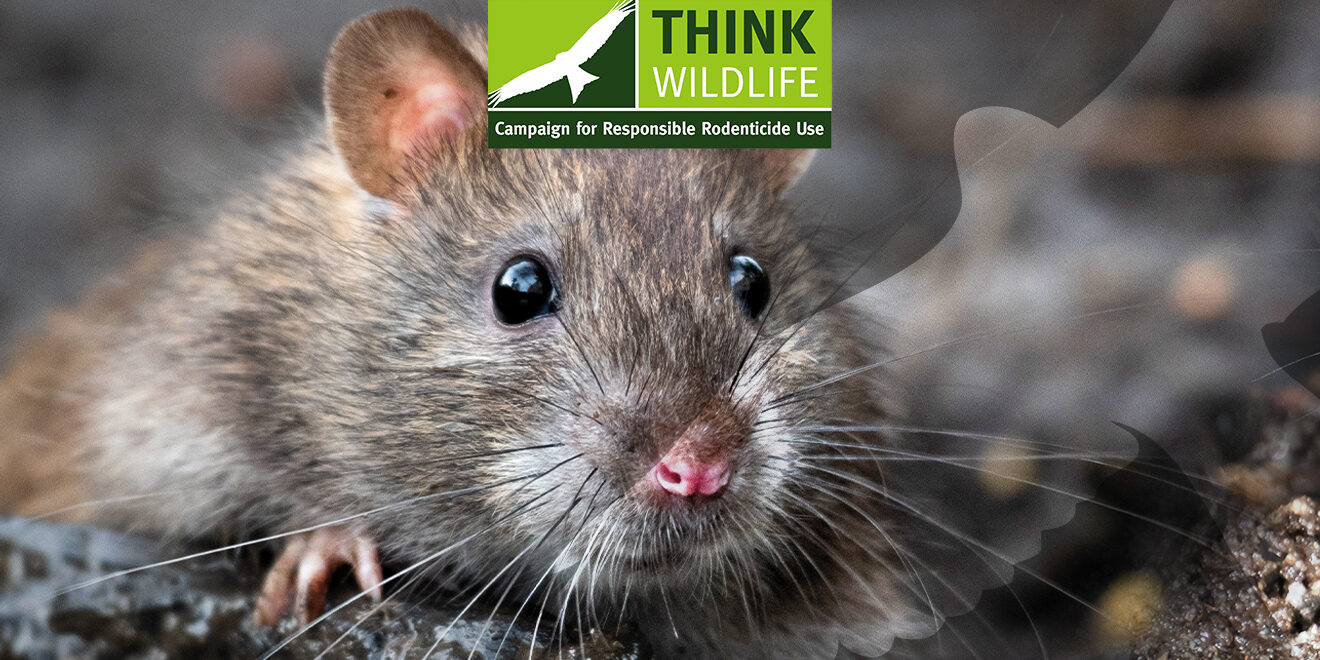 Professional rodenticide users have two years to prepare for changes