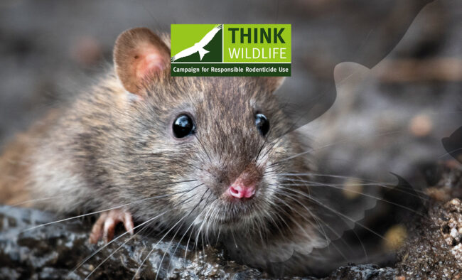 Professional rodenticide users have two years to prepare for changes