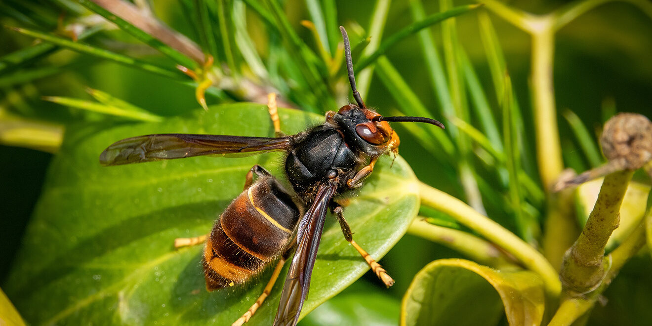 Chief Plant Health Officer urges increased Asian hornet vigilance