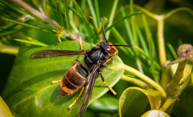 Chief Plant Health Officer urges increased Asian hornet vigilance