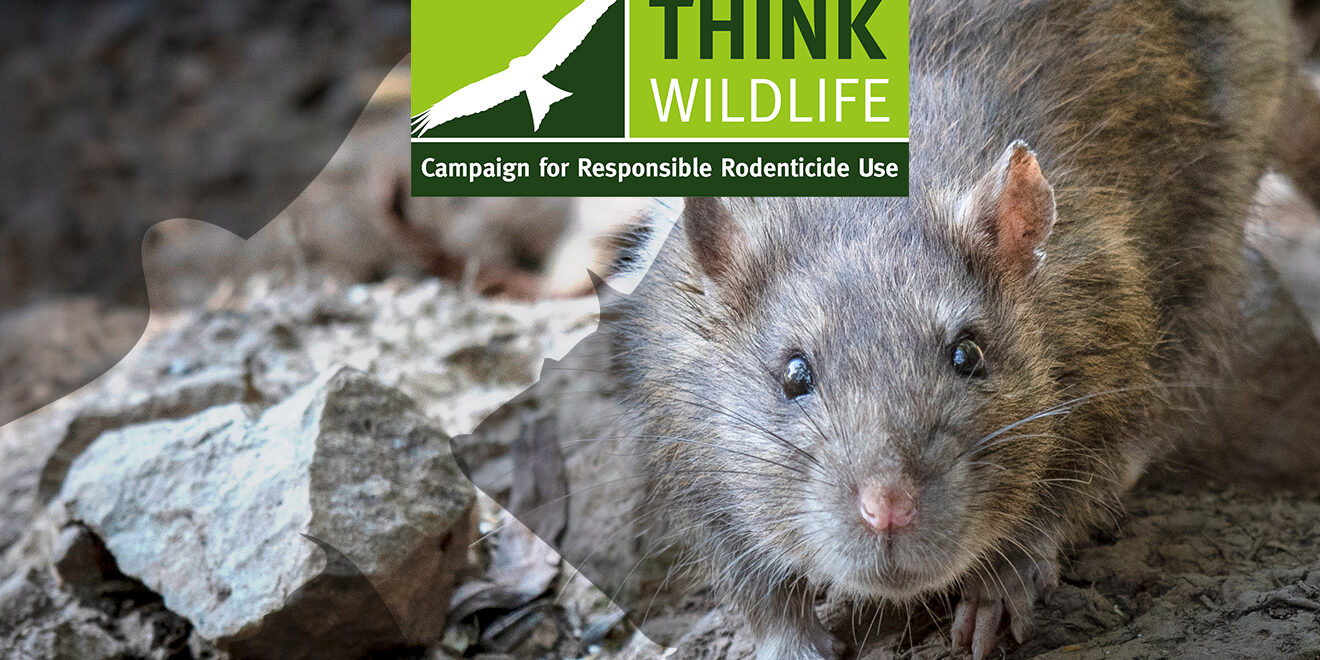 New guidance issued to professional rodenticide users
