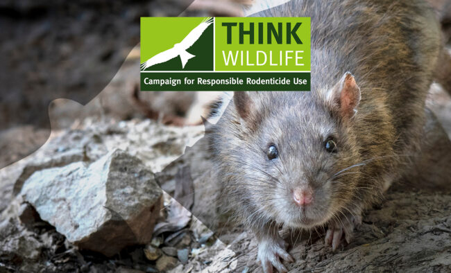 New guidance issued to professional rodenticide users